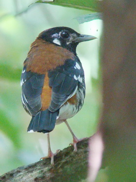 Red-backed Thrush