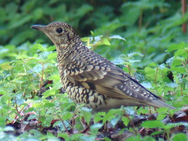 Scaly Thrush