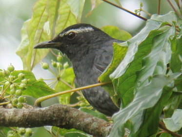 male Siberian Thrush