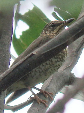 female Siberian Thrush