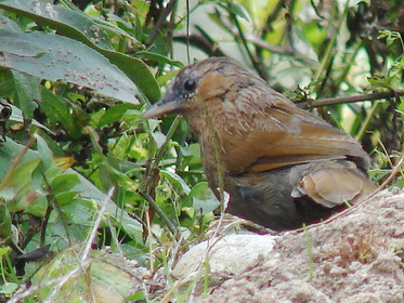 Streaked Laughingthrush