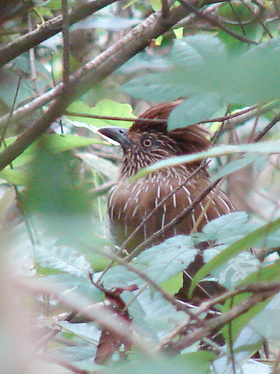 Striated Laughingthrush