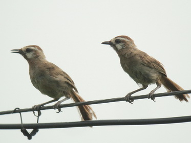 White-browed Laughingthrush