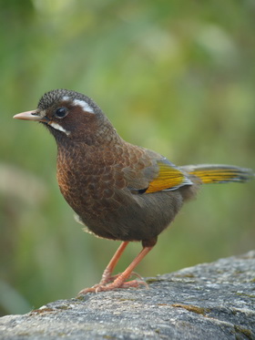 White-whiskered Laughingthrush