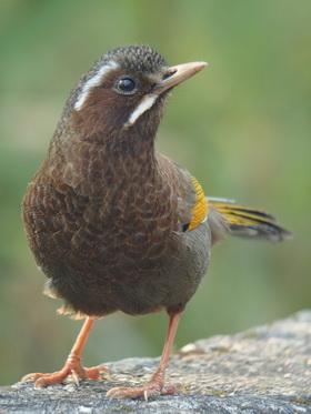 White-whiskered Laughingthrush