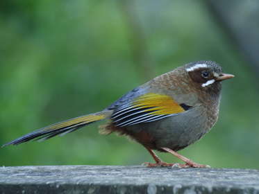 White-whiskered Laughingthrush