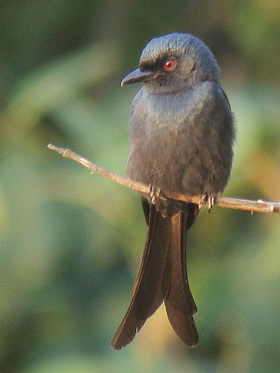 Ashy Drongo