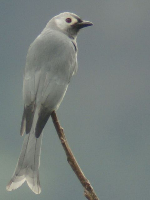 Ashy Drongo