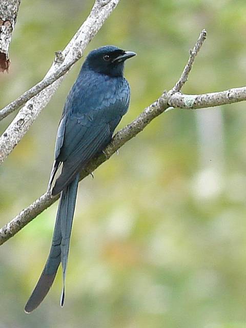 Black Drongo