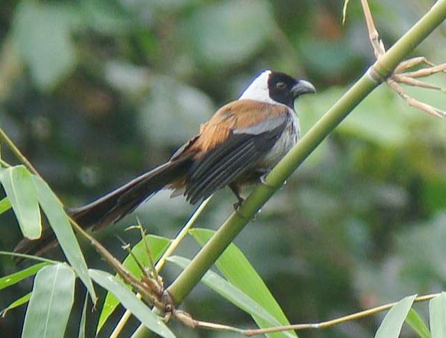 Collared Treepie