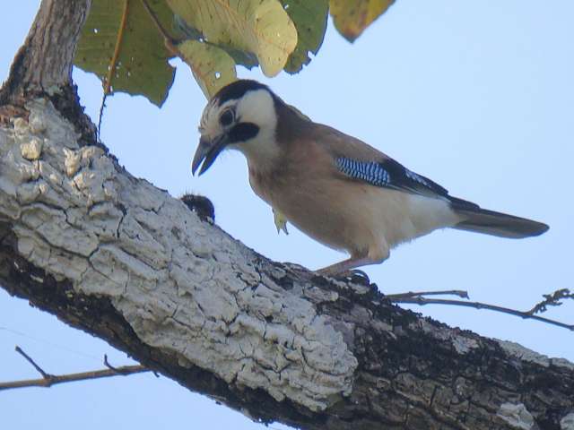 Eurasian Jay