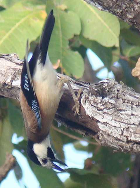 Eurasian Jay