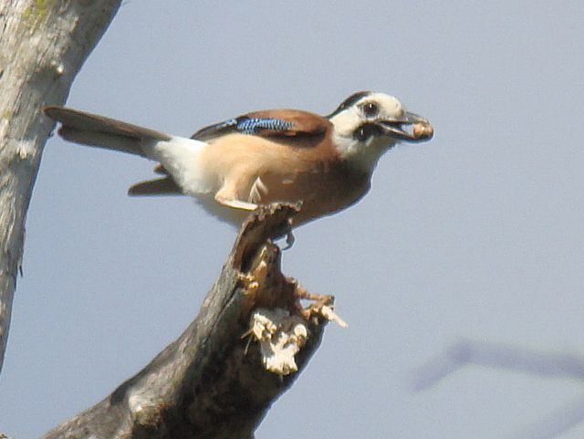 Eurasian Jay