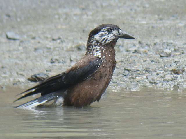 Eurasian Nutcracker