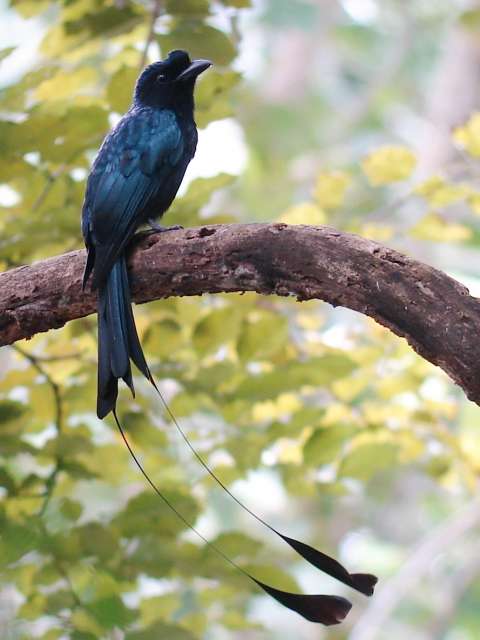 Greater Racket-tailed Drongo