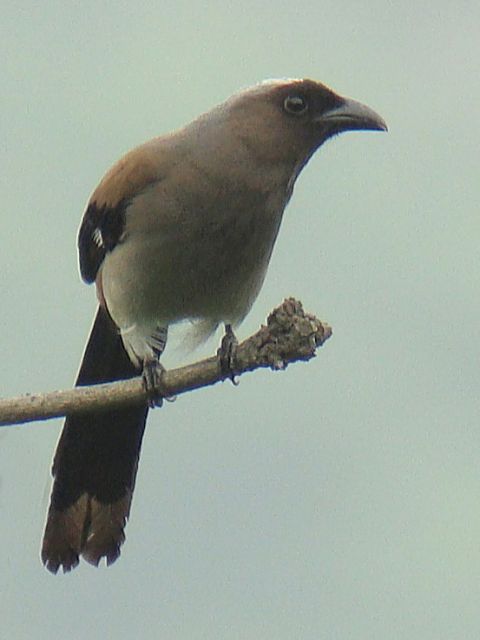 Grey Treepie