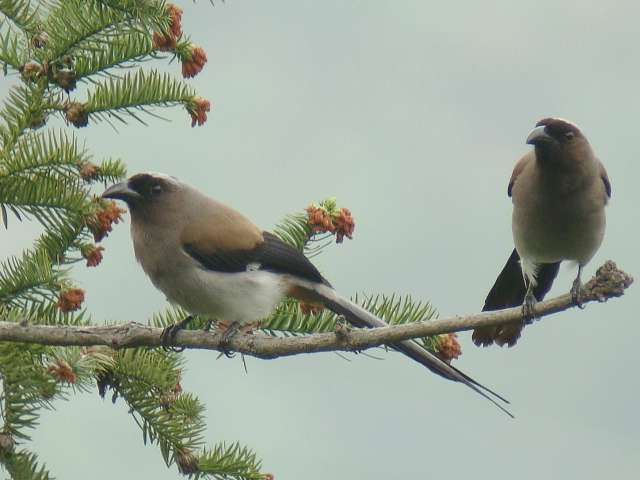 Grey Treepie