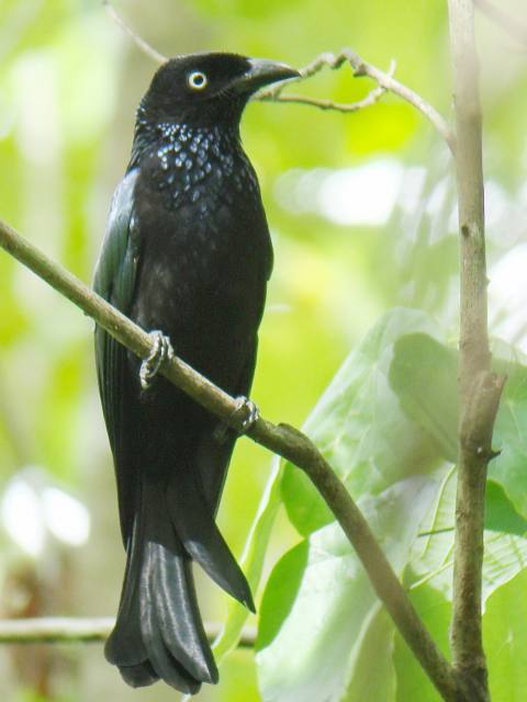 Hair-crested Drongo