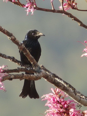 Hair-crested Drongo