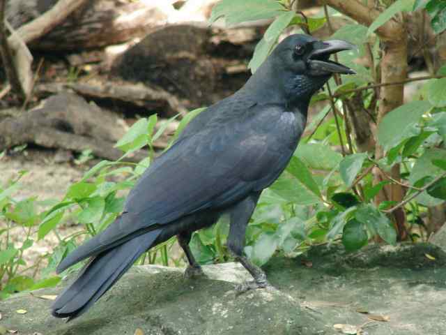 Eastern Jungle Crow