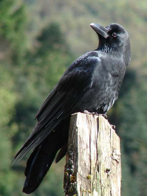 Large-billed Crow