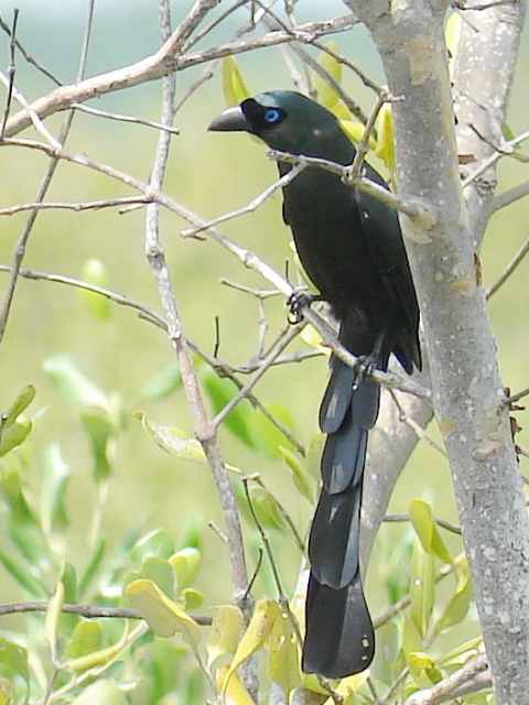 Racket-tailed Treepie