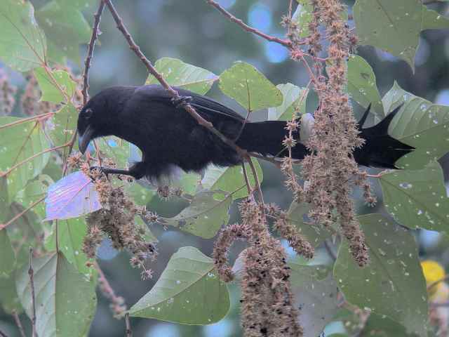 Ratchet-tailed Treepie