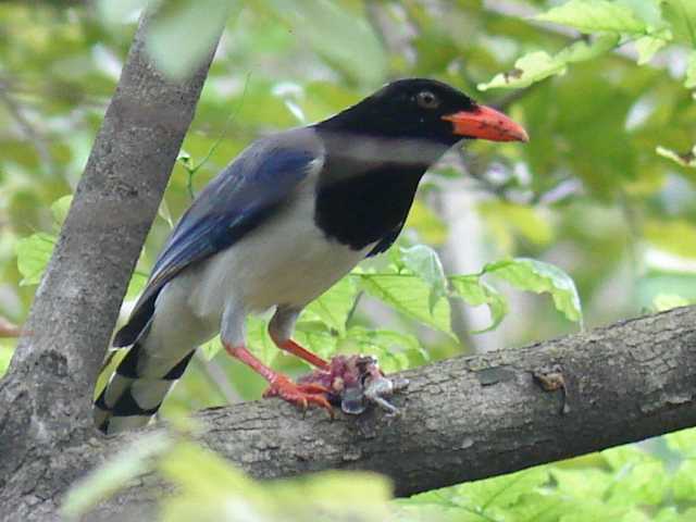 Red-billed Blue Magpie