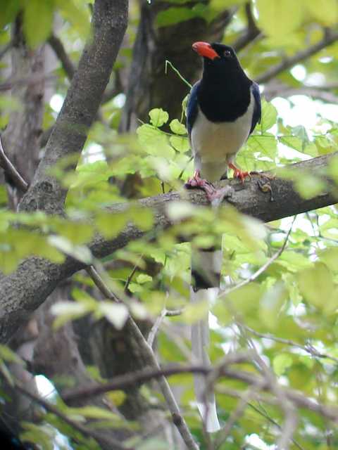 Red-billed Blue Magpie