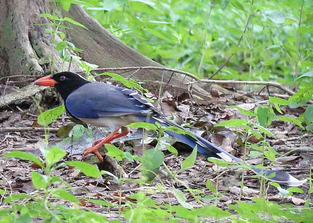 Red-billed Blue Magpie