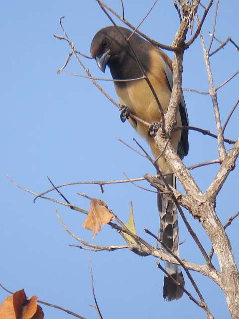 Rufous Treepie