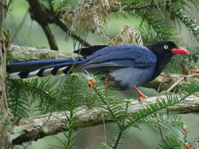 Treepie, Magpie, Drongo, Jays