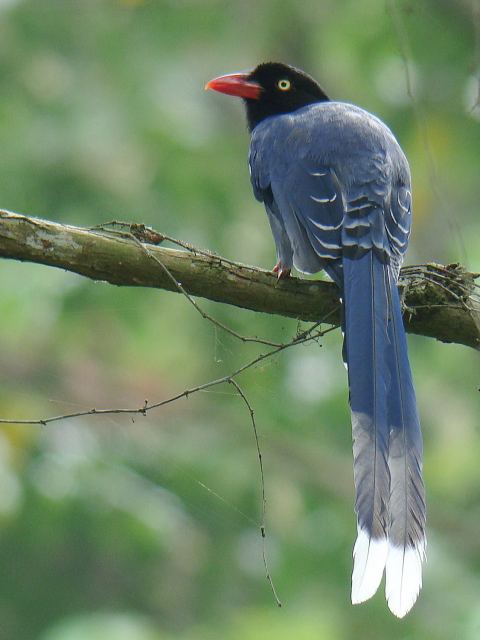 Taiwan Blue Magpie