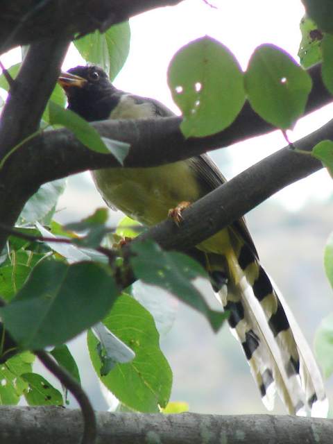 Yellow-billed Blue Magpie