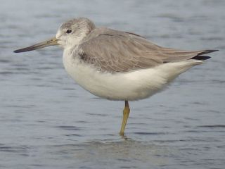 Nordmann's Greenshank by Stijn De Win for Birding2asia photo gallery.