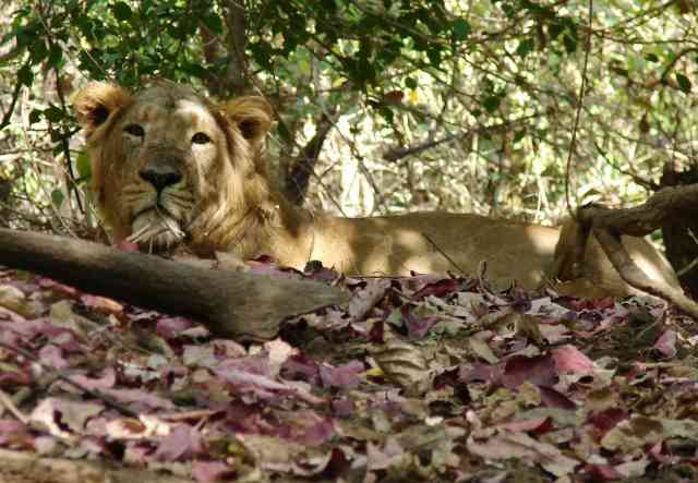 Asiatic Lion / Birding2asia