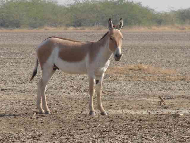 Asiatic Wild Ass / Birding2asia