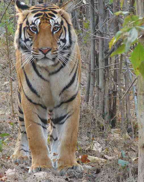 Bengal Tiger / Birding2asia