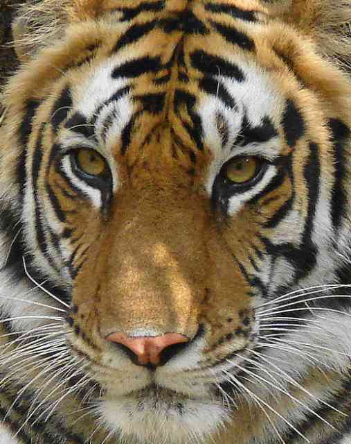Bengal Tiger / Birding2asia