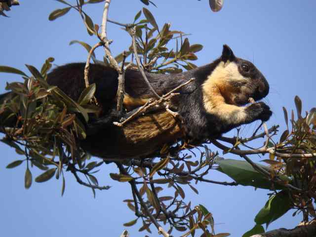 Black Giant Squirrel / Birding2asia