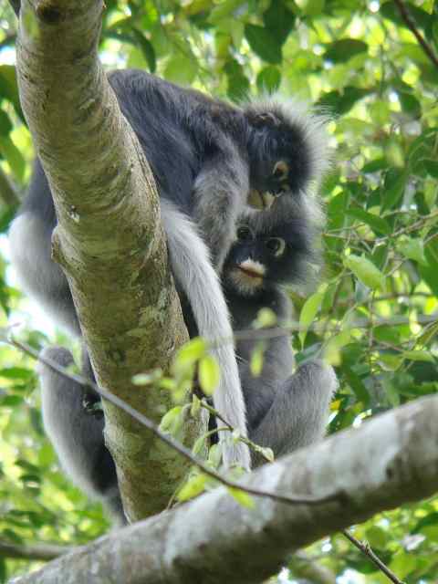 Dusky Langur / Birding2asia