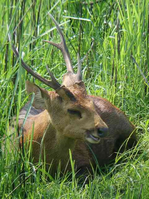 Hog Deer / Birding2asia