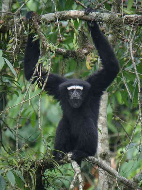 Western Hoolock Gibbon / Birding2asia