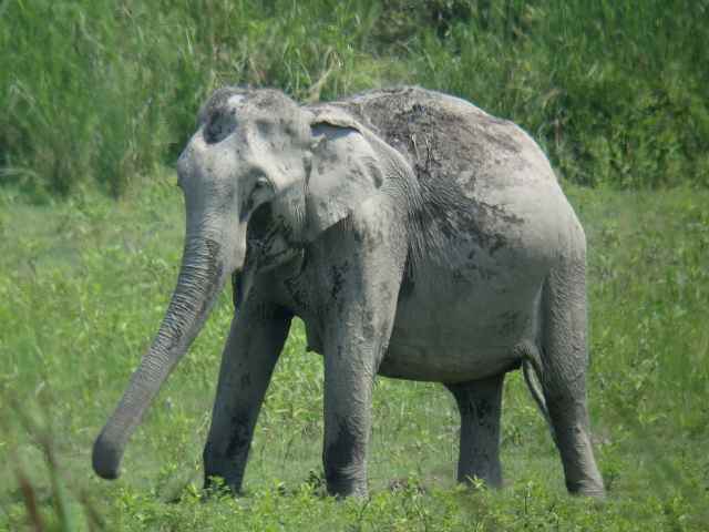 Indian Elephant / Birding2asia