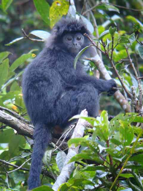 Javan Langur / Birding2asia