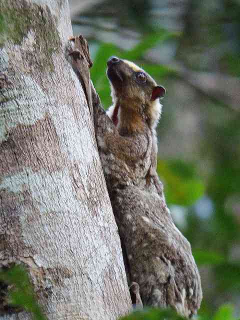 Philippine Colugo / Birding2asia