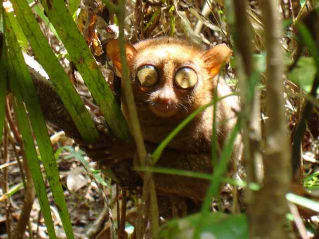 Philippine Tarsier / Birding2asia