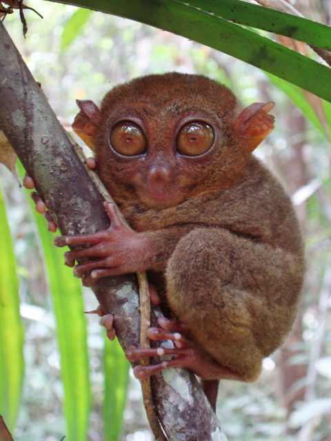 Philippine Tarsier / Birding2asia