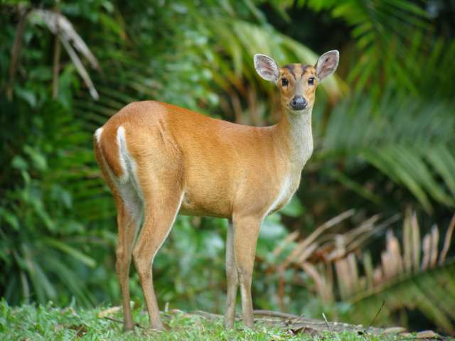 Red Muntjac / Birding2asia