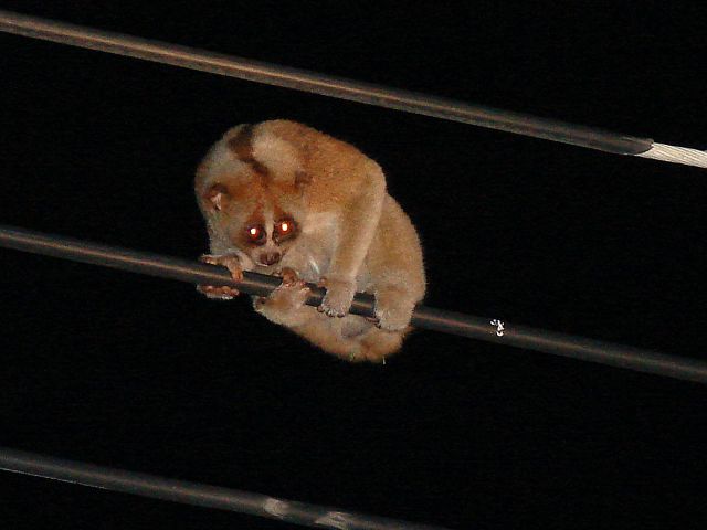 Slow Loris / Birding2asia